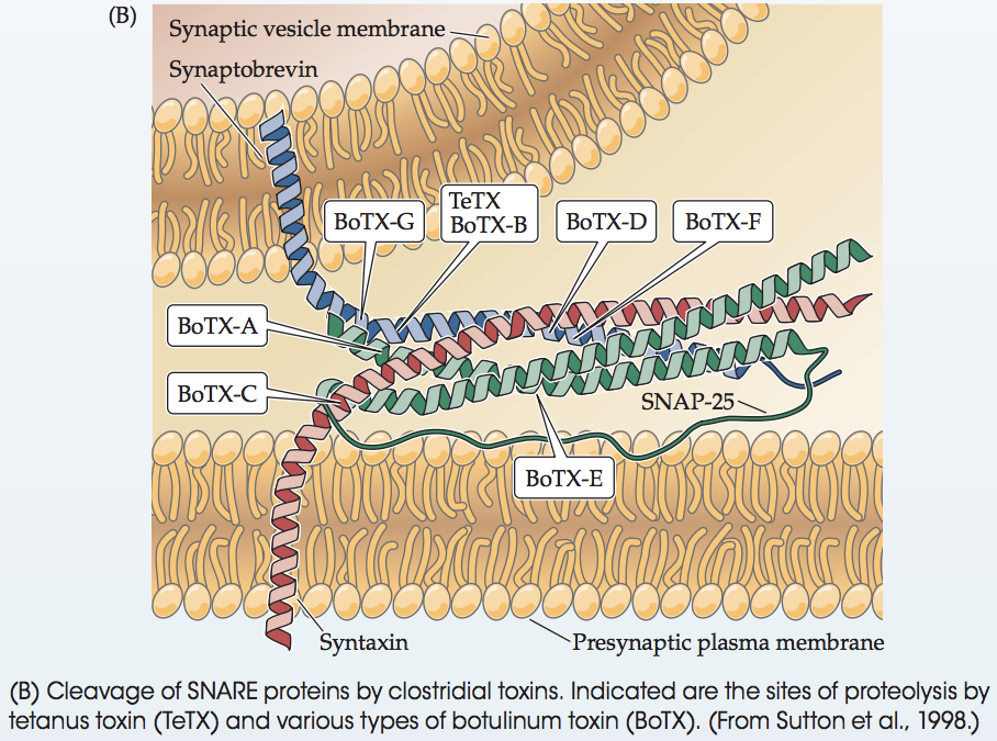 Mechanism Of Botulinum Toxin: Science At Work – Better World MedSpa